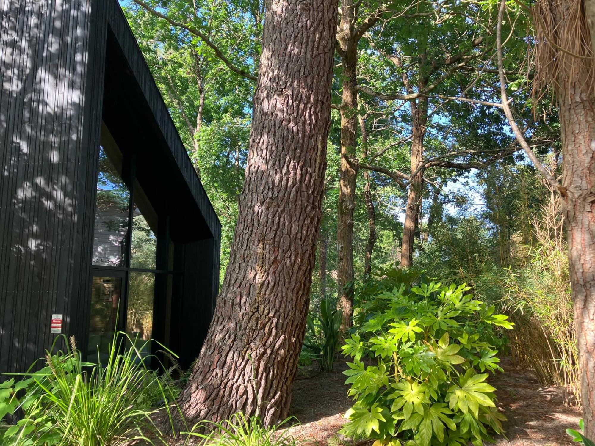 Nouveau - Ecolodge 'Calme Et Nature' - Avec Piscine Au Golf-Lac De Biscarrosse - Couchage 2 Personnes Eksteriør billede